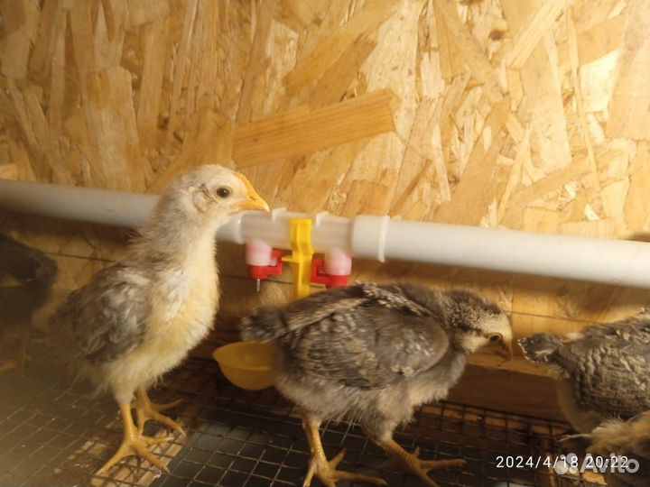 Цыплята суточные и подрощенные Разный возраст