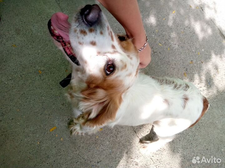 Кокер спаниель