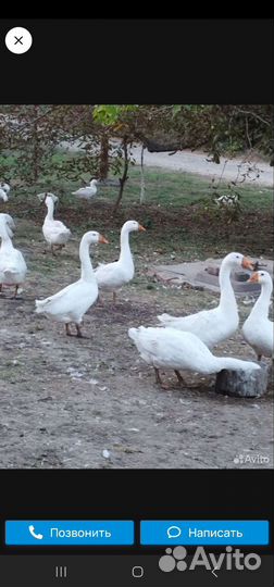 Домашние гуси Линда
