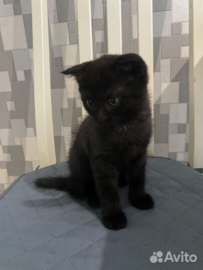Черный котенок вислоухий