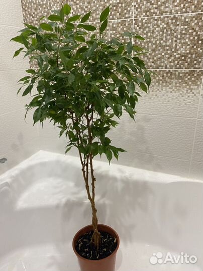 Комнатные растения цветы