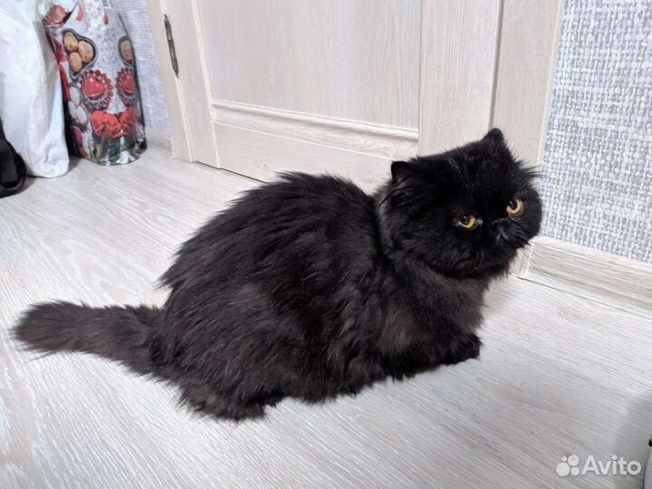 Персидская