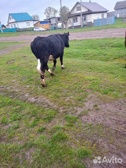 Телка и бык