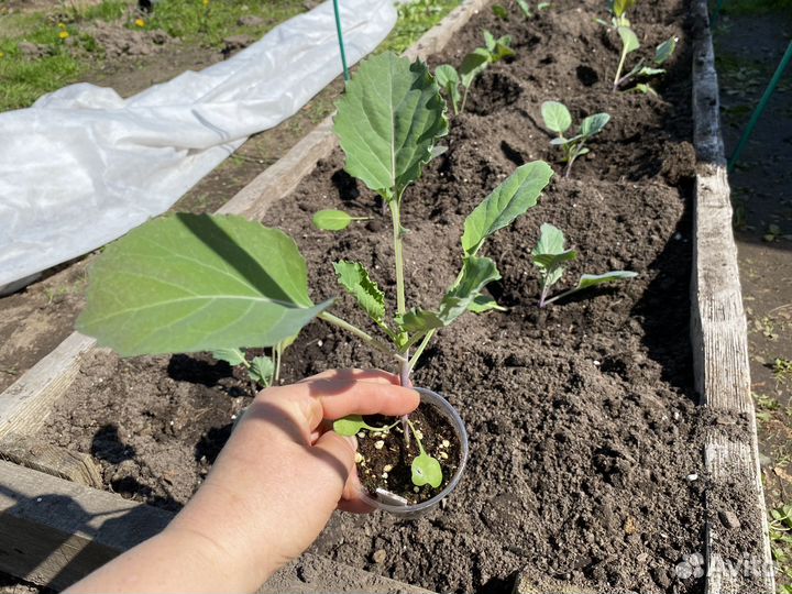 Капуста и Бархатцы