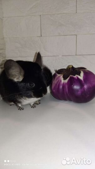 Шиншиллы малыши