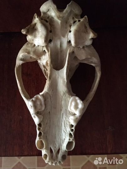 Череп натуральный барсук