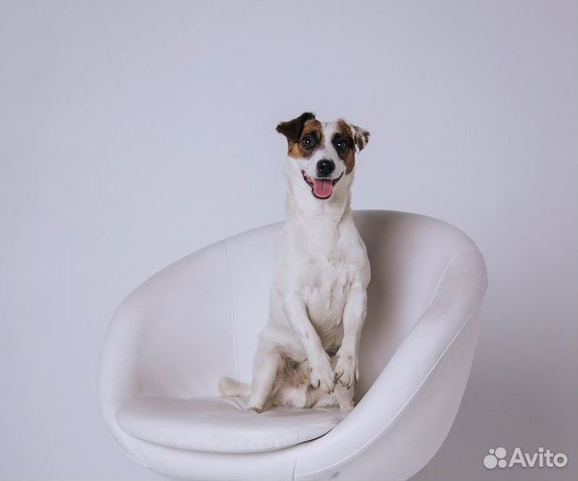 Джек Рассел терьер на вязку