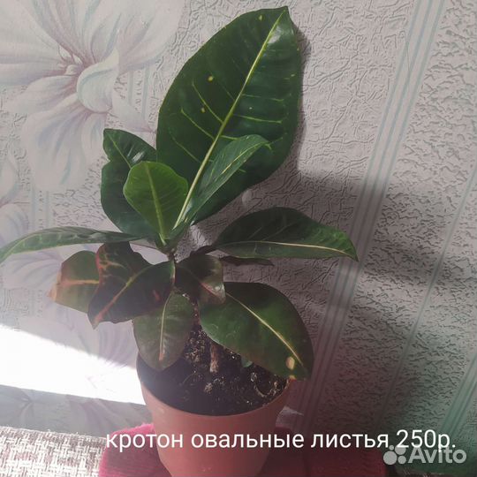 Кротон, муррая и другие