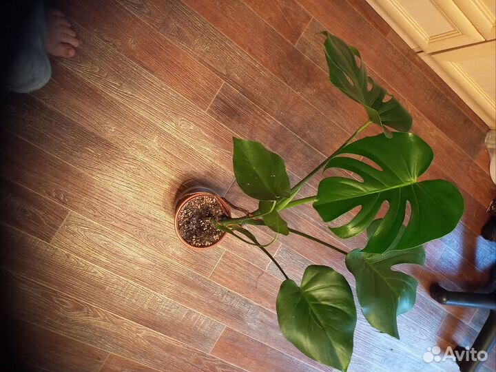 Комнатные цветы. Монстера. Рео.Мята