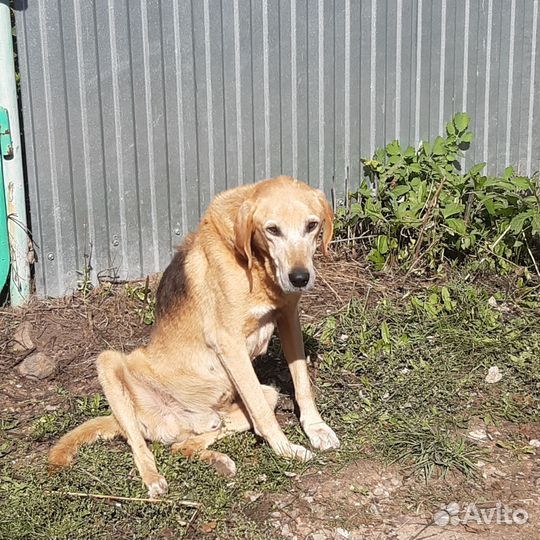 Русская борзая
