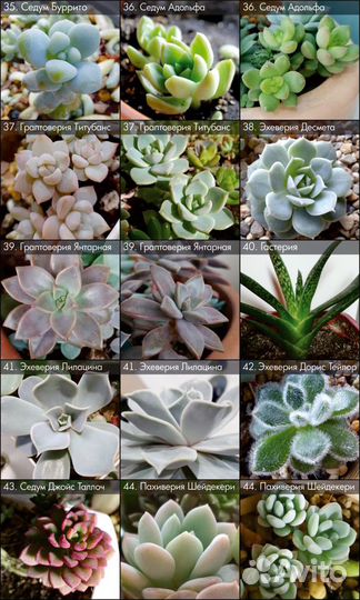 Суккуленты