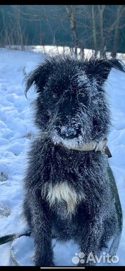 Собаки бесплатно в добрые руки