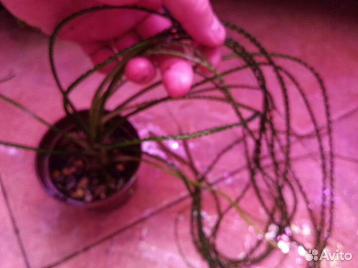 Кринум волнистый