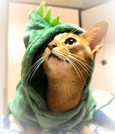 Абиссинские котята