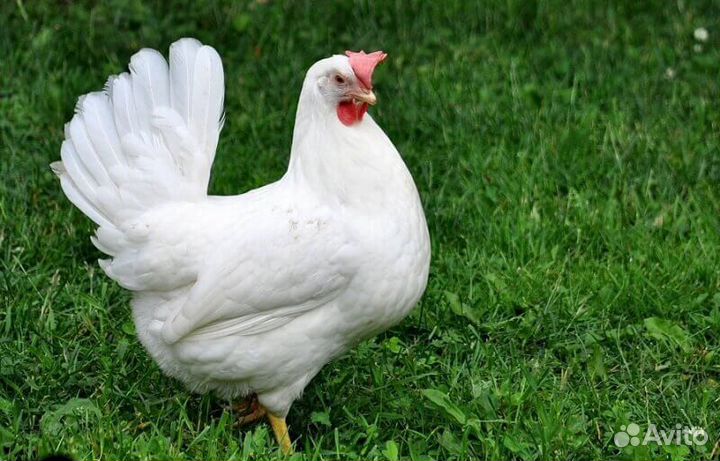 Куры,петушки Леггорны