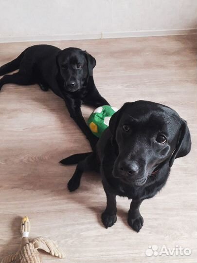 Квартирная передержка собак 