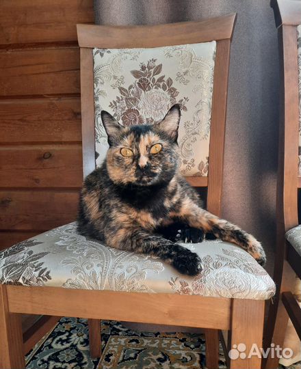 Кошка в дар бесплатно