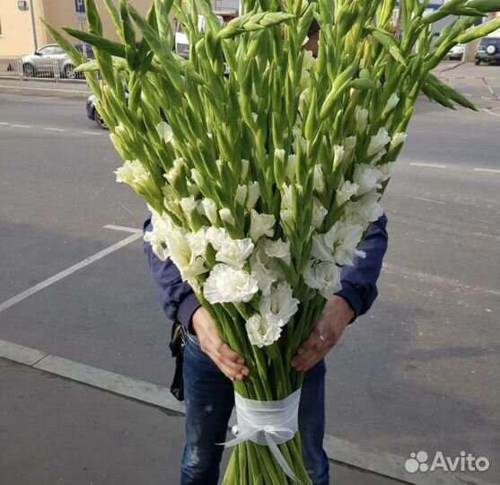 Цветы букеты доставка Гладиолусы