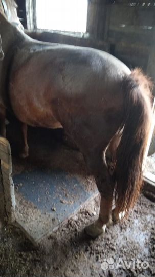 Лошадь кобыла