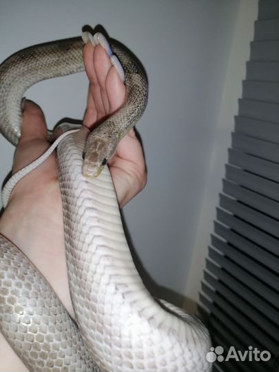 Маисовый полоз самец