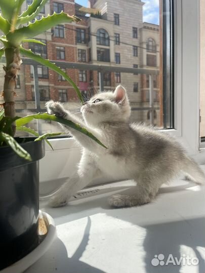 Котята Шотландские прямоухие