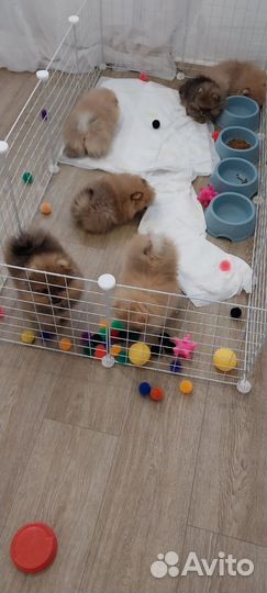 Померанские мишки шпицы мини