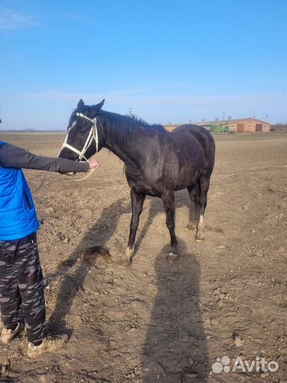 Чистокровные кобылы