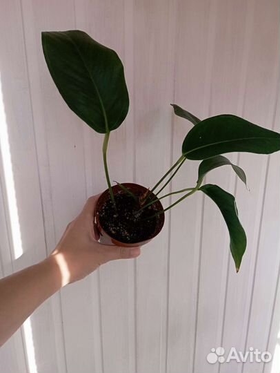 Антуриум шерцера(красный). Монстера Фридрихшталя