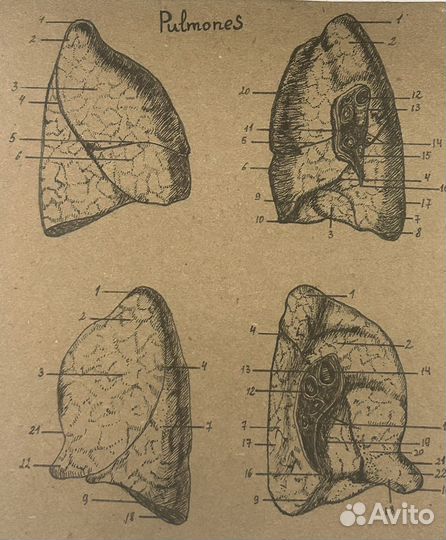 Рисунки на анатомию