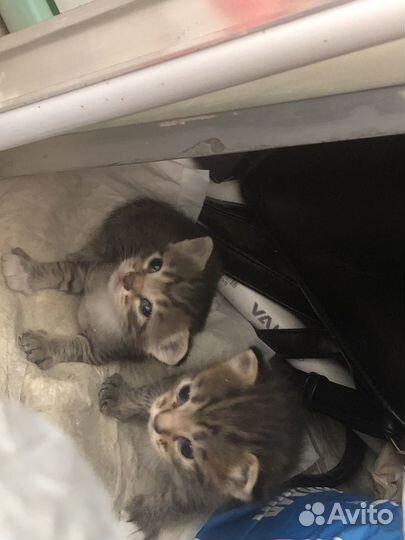 Котята и мама-кошка