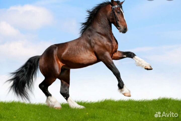 Навоз конский в мешках