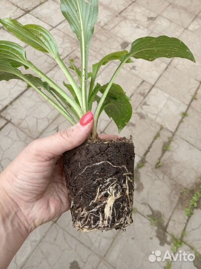 Хоста многолетнее растение для сада