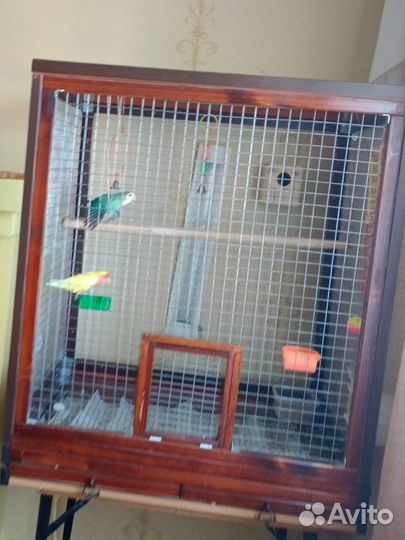 Продам неразлучников