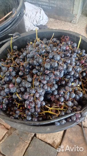 Винный виноград