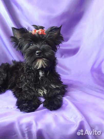 Черная Красотка