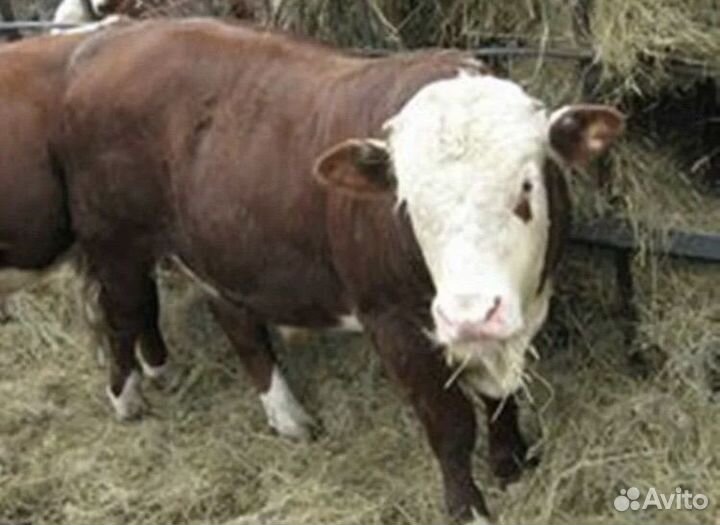 Тельята чистых пород