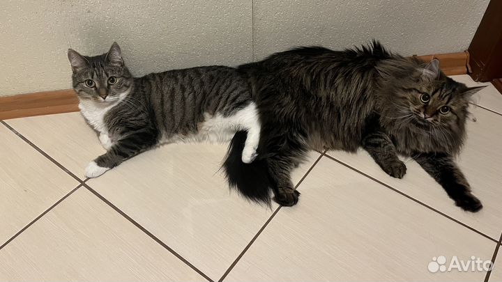 Передержка кошек и собак зоогостиница зооняня