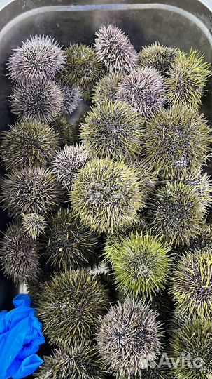 Морские ежи живые