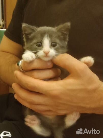 Котёнок в добрые руки