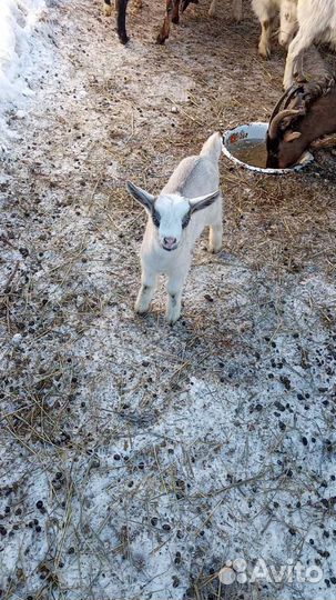 Козлята, козы