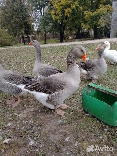 Гусак на племя