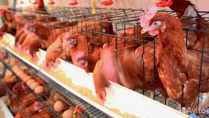 Куры несушки