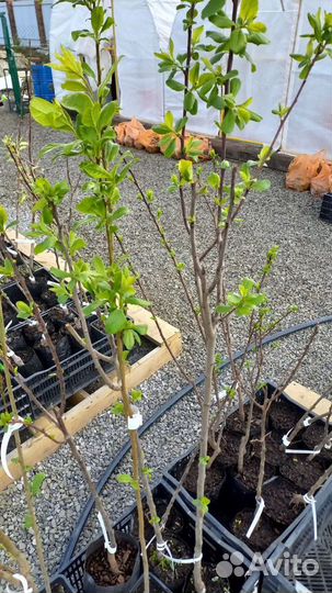 Саженцы абрикоса