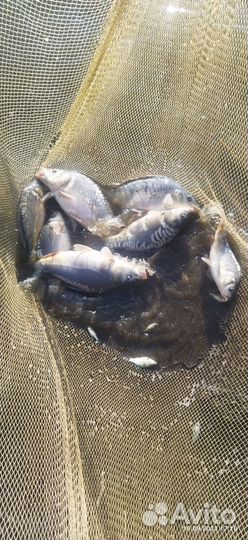 Карп навеска 500-1000