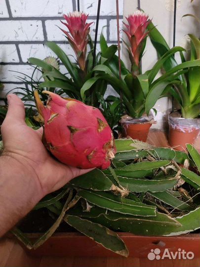 Питахайя саженцы