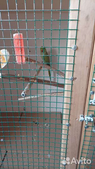 Попугай корелла. Ожереловый за 1 шт 14900