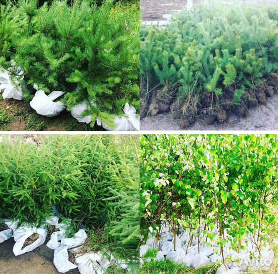 Березка Елочка Сосенка саженцы с доставкой