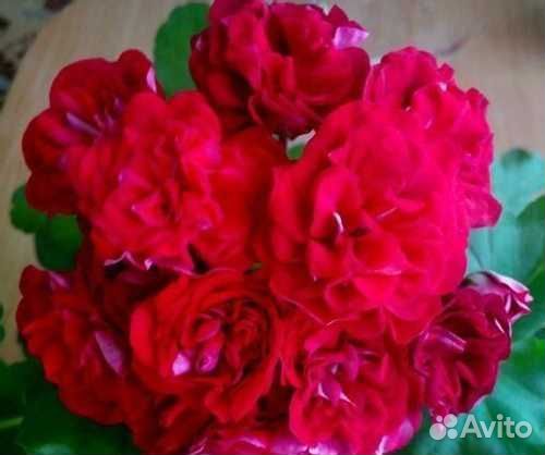 Сортовая пеларгония