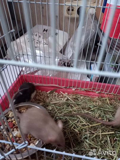 Декоративные крысята