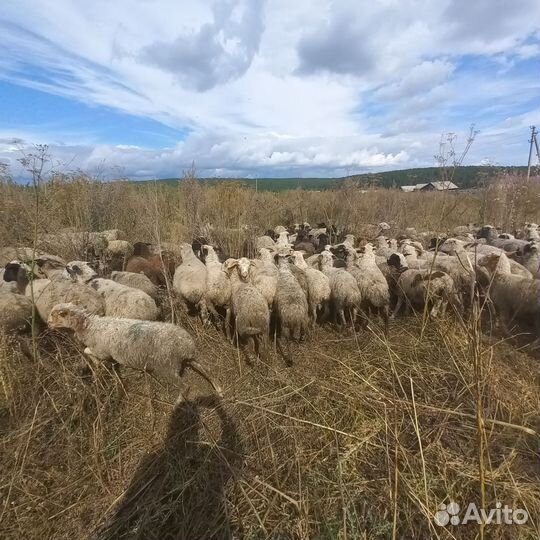Овцы,бараны,ягнята, полукурдючные